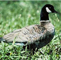 Aleutian Canada goose
