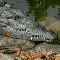 American crocodile