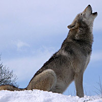 Gray wolf