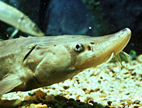 Shortnose sturgeon