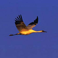 Whooping crane