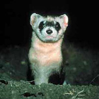 Black-footed ferret