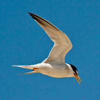 California least tern